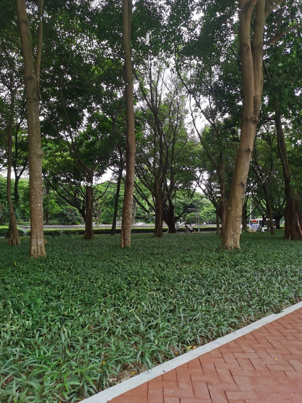 绿景白石洲璟庭